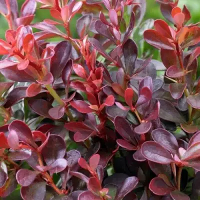 Барбарис АТРОПУРПУРЕА НАНА тунберга в Солигорске