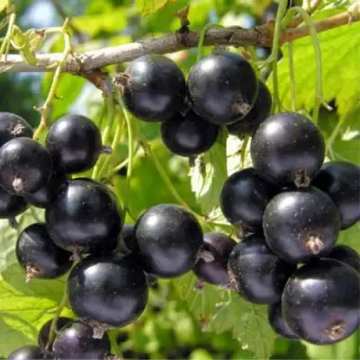 Смородина черная ОРЛОВСКИЙ ВАЛЬС в Солигорске