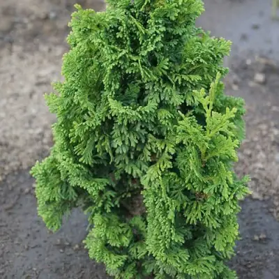 Туя ЗМАТЛИК западная в Солигорске