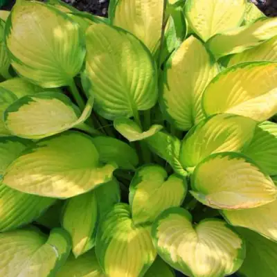 Хоста ГОЛД СТАНДАРТ Форчуна в Солигорске