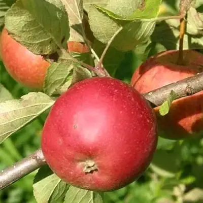 Яблоня ПОСПЕХ в Солигорске