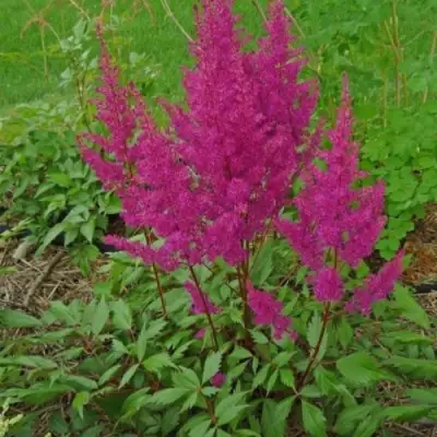 Астильба ЭЛИЗАБЕТ ВАН ВИН японская в Солигорске