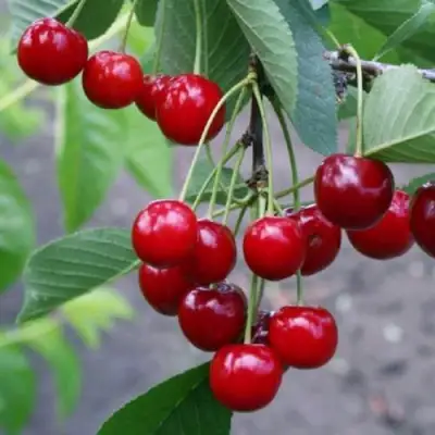 Вишня ЗАРАНКА в Солигорске