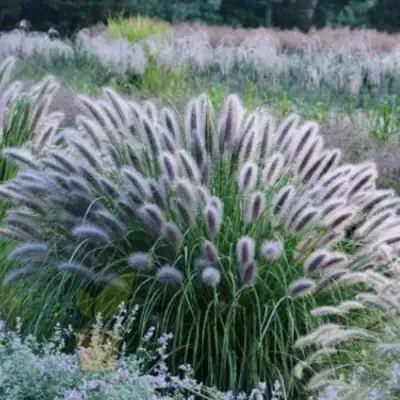 Пеннисетум БЛЭК БЬЮТИ в Солигорске