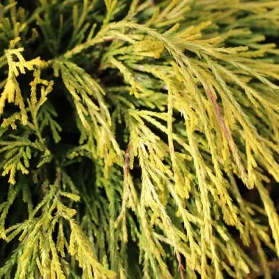 Кипарисовик ГОЛДЕН МОП горохоплодный в Солигорске