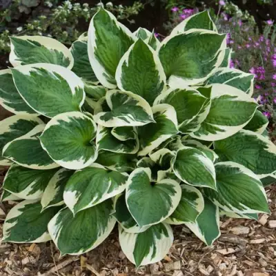 Хоста КАРИН гибридная в Солигорске