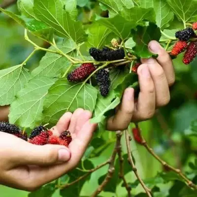 Шелковица ГАЛИЦИЯ в Солигорске