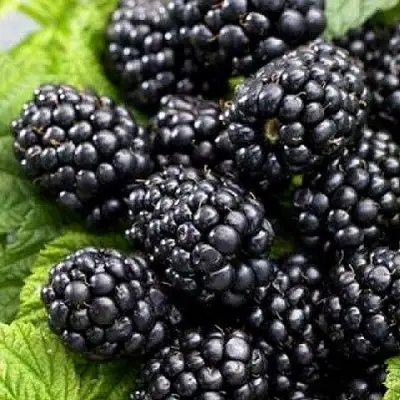 Ежевика БЖЕЗИНА бесшипная  в Солигорске