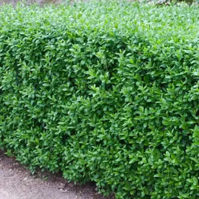 Бирючина обыкновенная АТРОВИРЕНС в Солигорске