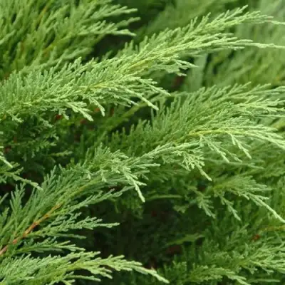 Можжевельник ТАМАРИСЦИФОЛИЯ казацкий  в Солигорске