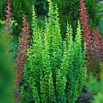 Барбарис ЭРЕКТА тунберга в Солигорске