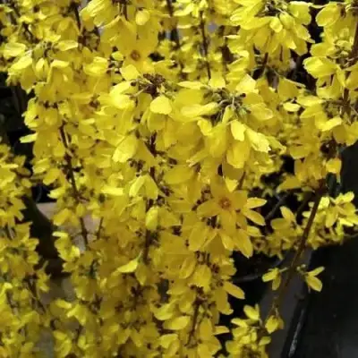 Форзиция ГОЛДРАУШ в Солигорске