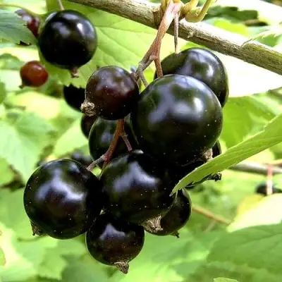 Смородина чёрная ШАРОВИДНАЯ в Солигорске