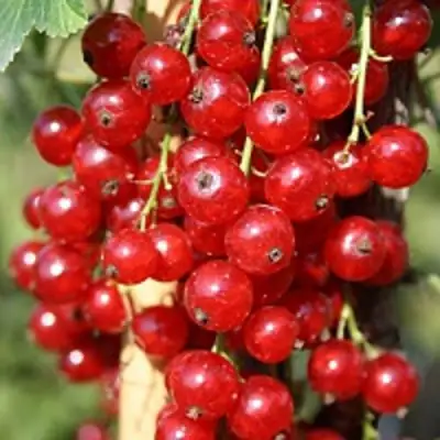 Смородина красная РОНДОМ в Солигорске