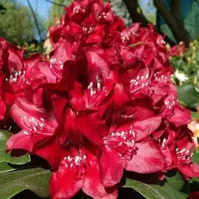 Рододендрон МАТАДОР в Солигорске