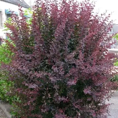 Барбарис АТРОПУРПУРЕА тунберга в Солигорске