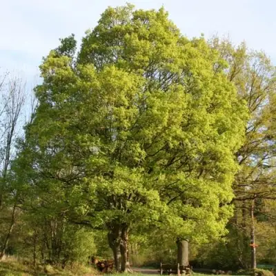 Клен полевой в Солигорске