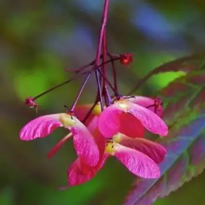 Клен пальмолистный в Солигорске