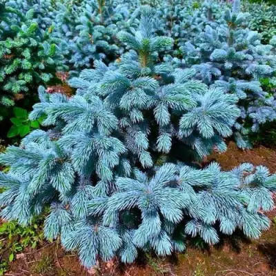 Ель СУПЕР БЛЮ СИДЛИНГ колючая в Солигорске