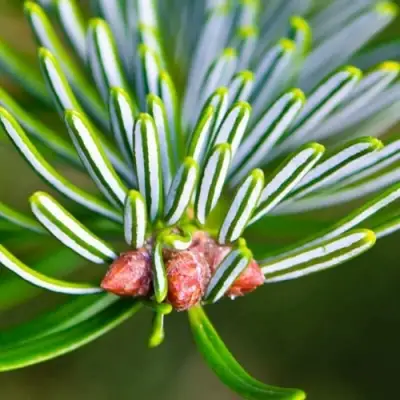 Пихта белая в Солигорске