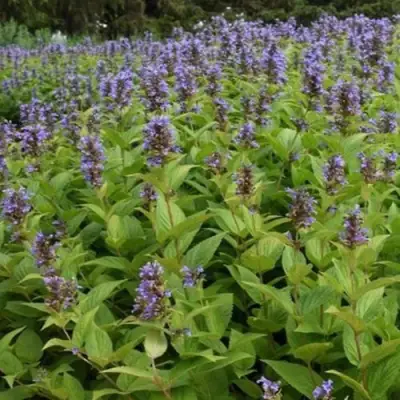 Котовник БЛЮ ДРИМС полусидячий в Солигорске