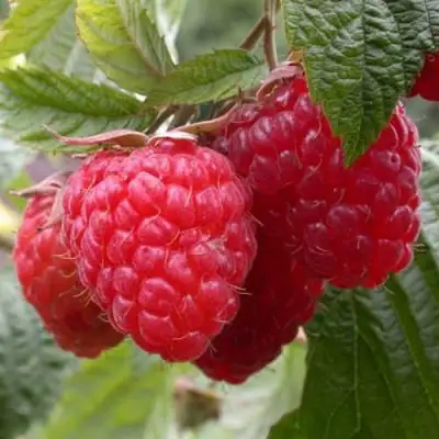 Малина ГЕРАКЛ в Солигорске