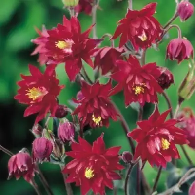 Аквилегия РУБИ ПОРТ обыкновенная в Солигорске