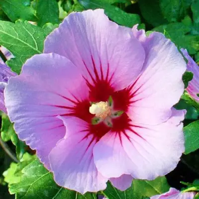 Гибискус ПИНК ФЛИРТ сирийский в Солигорске