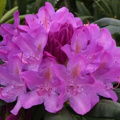 Рододендрон РОЗЕУМ ЭЛЕГАНС в Солигорске