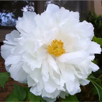 Пион БЕЛЫЙ НЕФРИТ древовидный в Солигорске