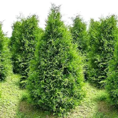 Туя БРАБАНТ западная в Солигорске