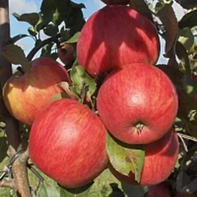 Яблоня ПЕРСИКОВАЯ в Солигорске