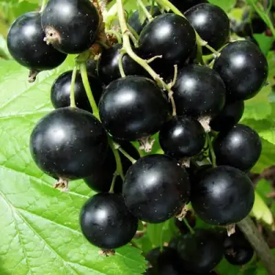 Смородина чёрная ЭКЗОТИКА в Солигорске