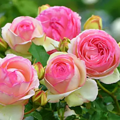 Роза ПЬЕР ДЕ РОНСАР плетистая в Солигорске