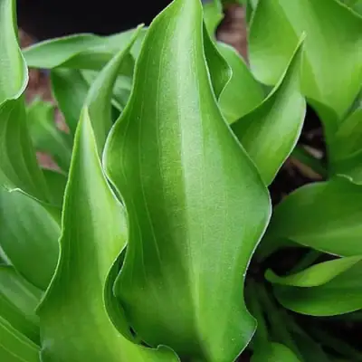 Хоста ГАРРИ ВАН ТРИЕР в Солигорске