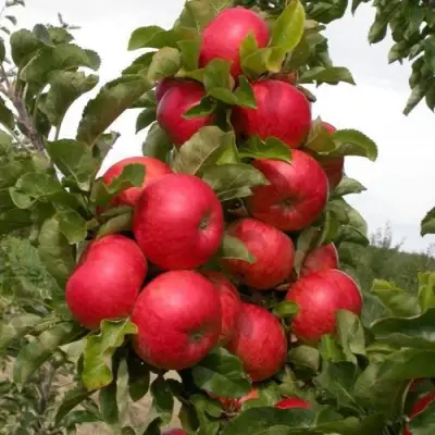 Яблоня ТРАЙДЕНТ колонновидная в Солигорске