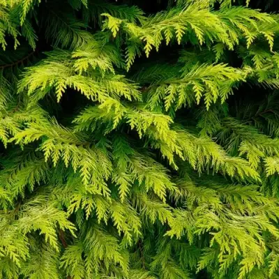 Кипарисовик ГОЛДЕН ВОНДЕР лавсона в Солигорске