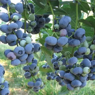 Голубика ЛИБЕРТИ в Солигорске