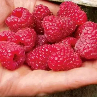 Малина ДЖОАН ДЖИ (ДЖОАН ДЖЕЙ) в Солигорске