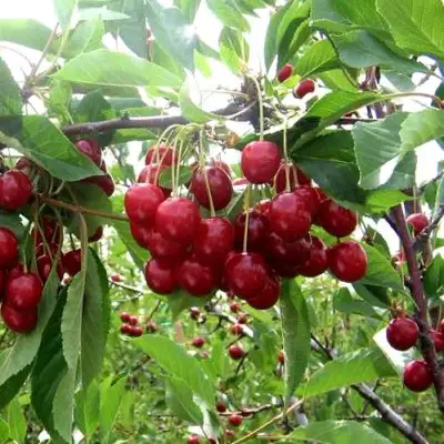 Вишня ТУРГЕНЕВКА в Солигорске