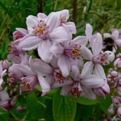 Дейция МОУНТ РОУЗ в Солигорске