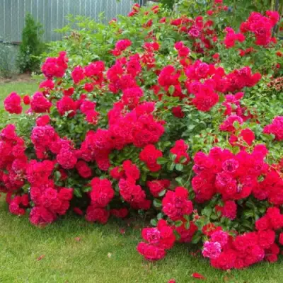 Роза РАДОСТЬ САДОВНИКА (ГАРТЕН ФРОЙДЕ) почвопокровная в Солигорске