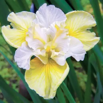 Ирис ЙЕЛЛОУ ТЕЙЛ сибирский в Солигорске