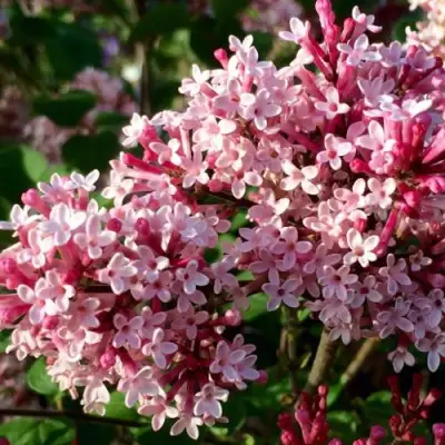 Сирень РЕД ПИКСИ в Солигорске