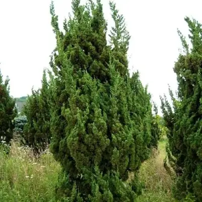 Можжевельник КАЙЗУКА китайский в Солигорске