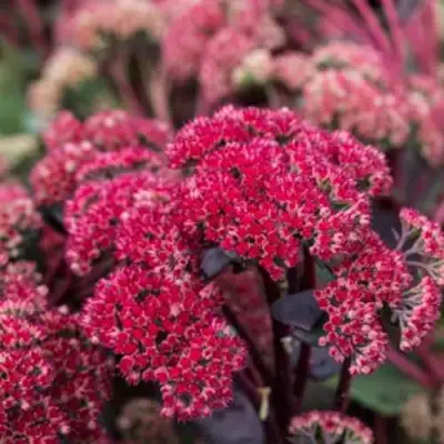 Очиток (седум) РЕД КАУЛИ в Солигорске