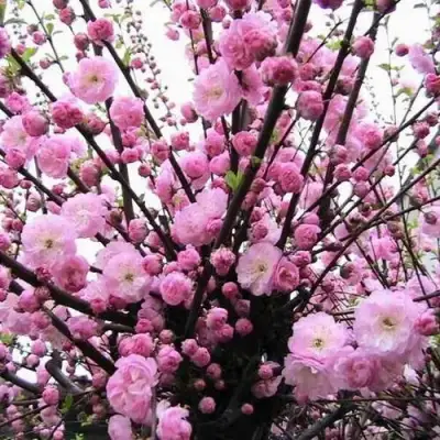 Миндаль ТРЁХЛОПАСТНЫЙ (луизеания) в Солигорске