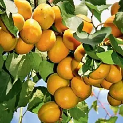 Абрикос БРЯНСКИЙ РАННИЙ в Солигорске