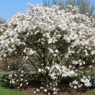 Магнолия КОБУС в Солигорске