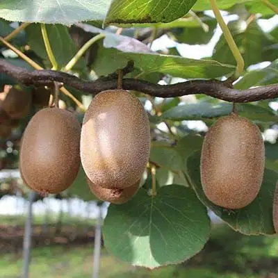 Актинидия ЗАКАРПАТЬЕ киви в Солигорске